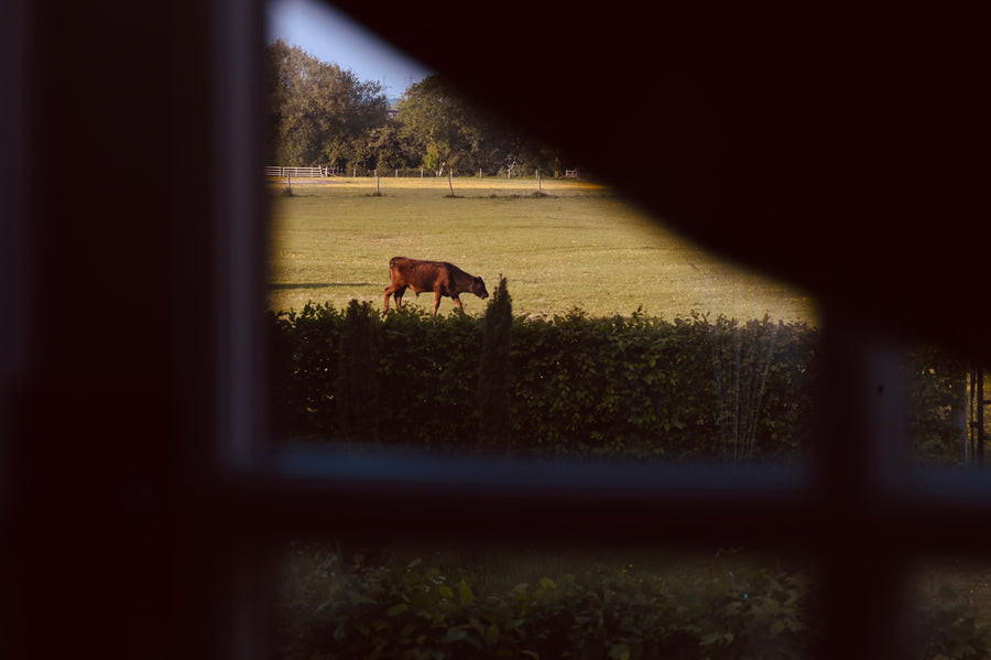 A Home Gathered Slowly (or, why we finally launched a website)