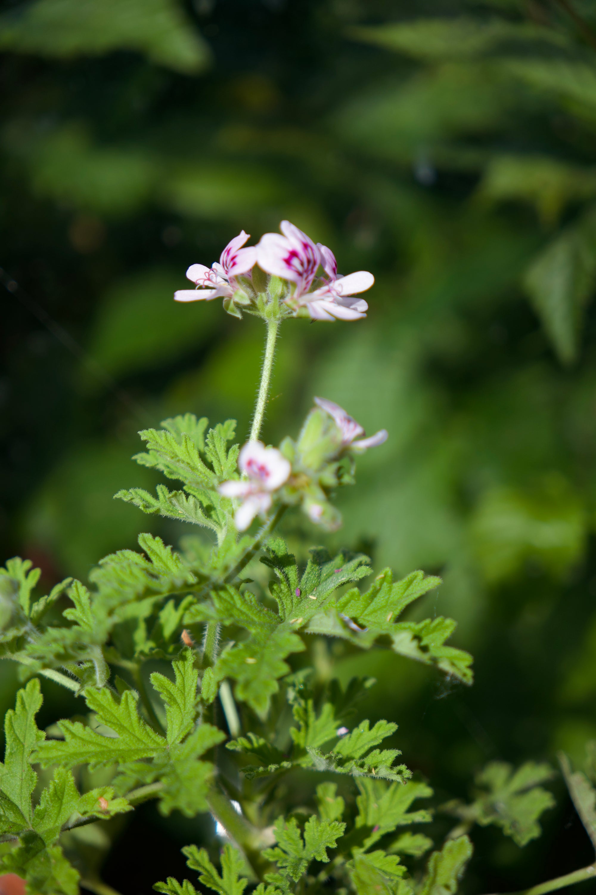 Floral and leafy plant with small white flowers against a blurred green background