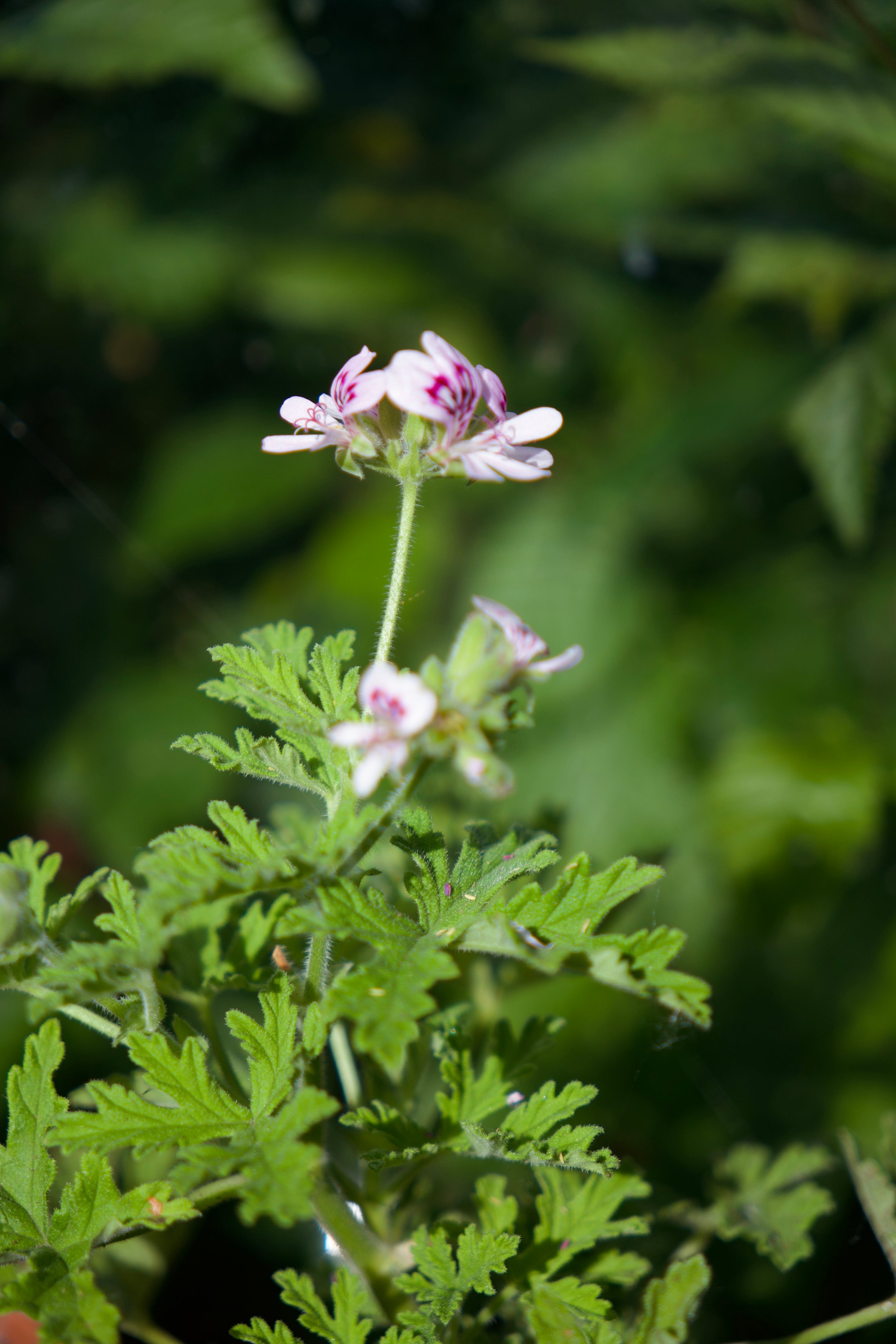 Floral and leafy plant with small white flowers against a blurred green background