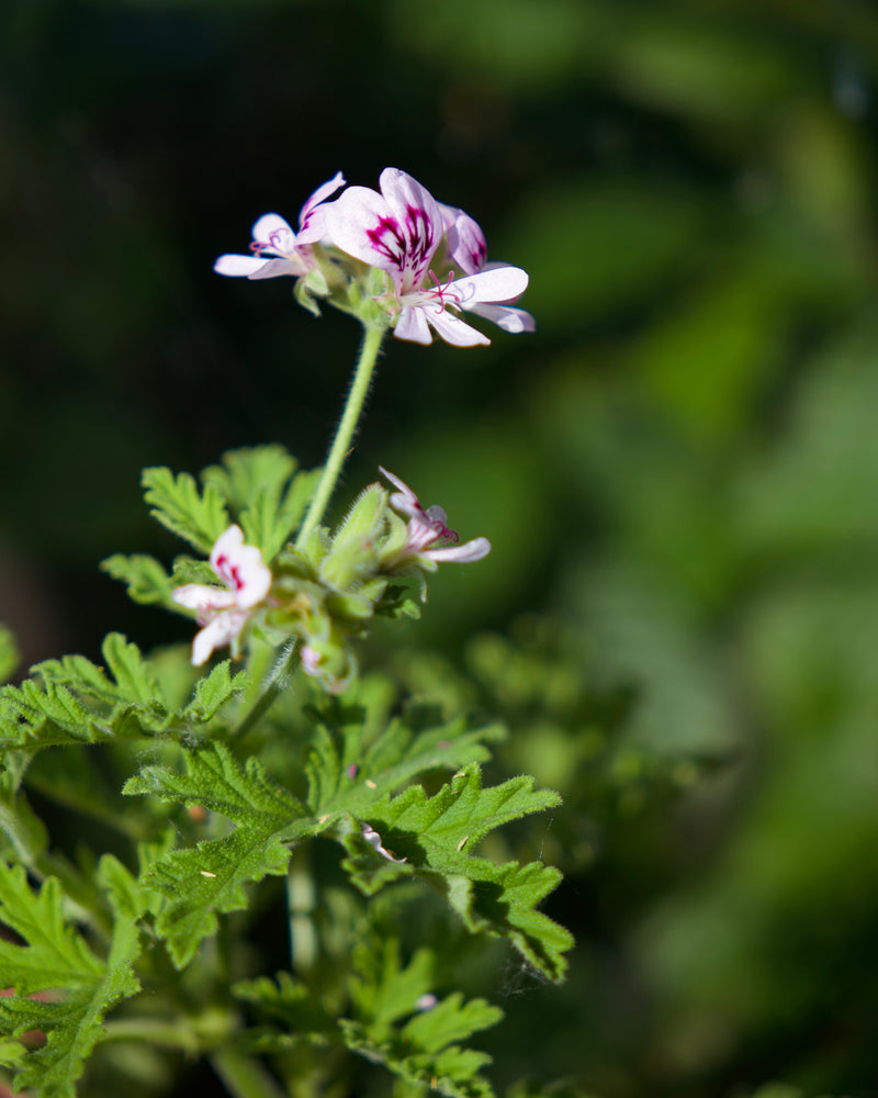 Small white flowers with purple centers on a green plant against a blurred green background