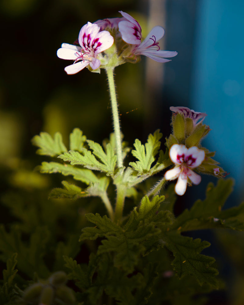 Small white flowers with purple centers on a green plant against a blurred background