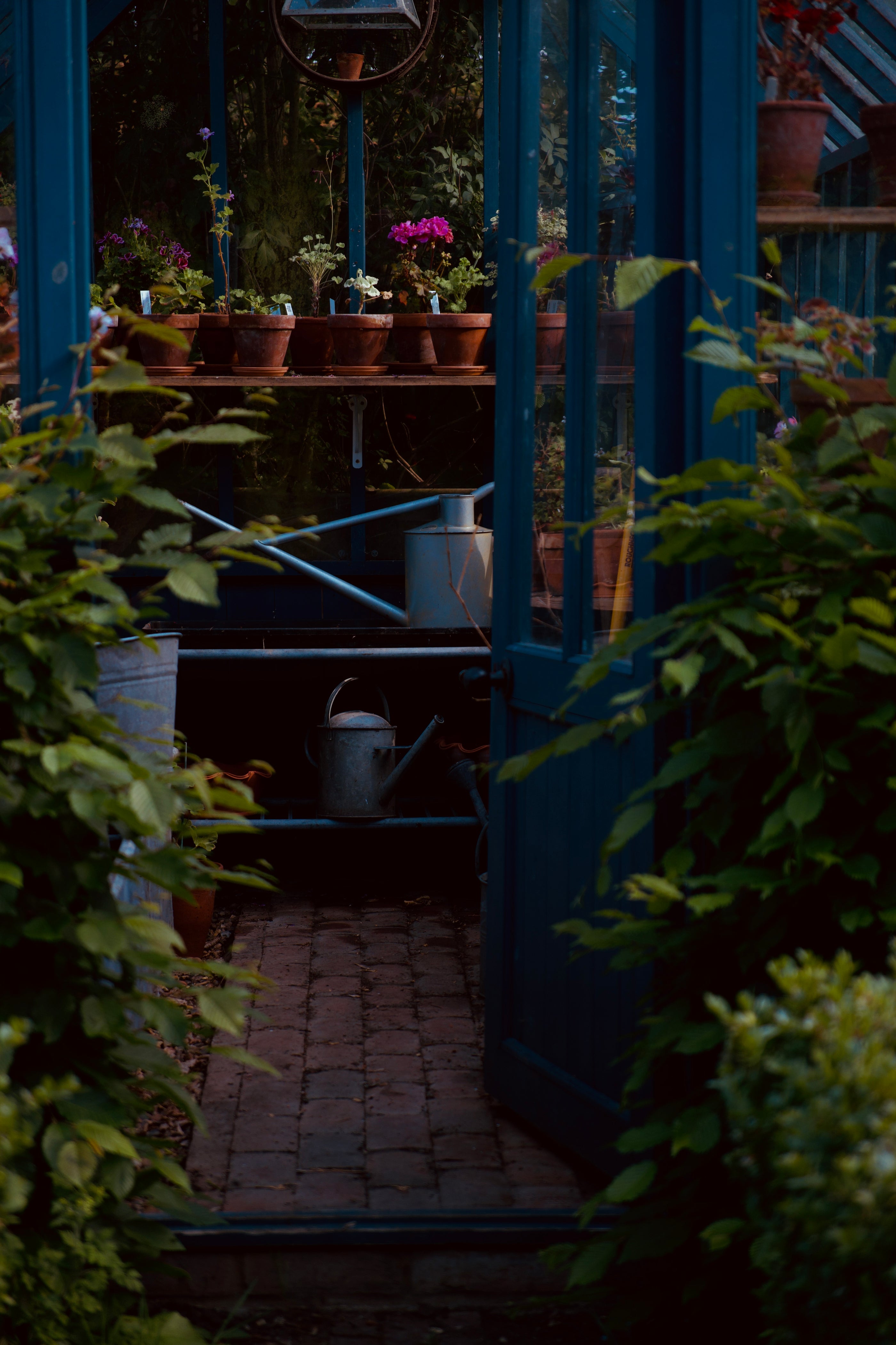 Greenhouse with potted plants, brick path and vintage watering cans