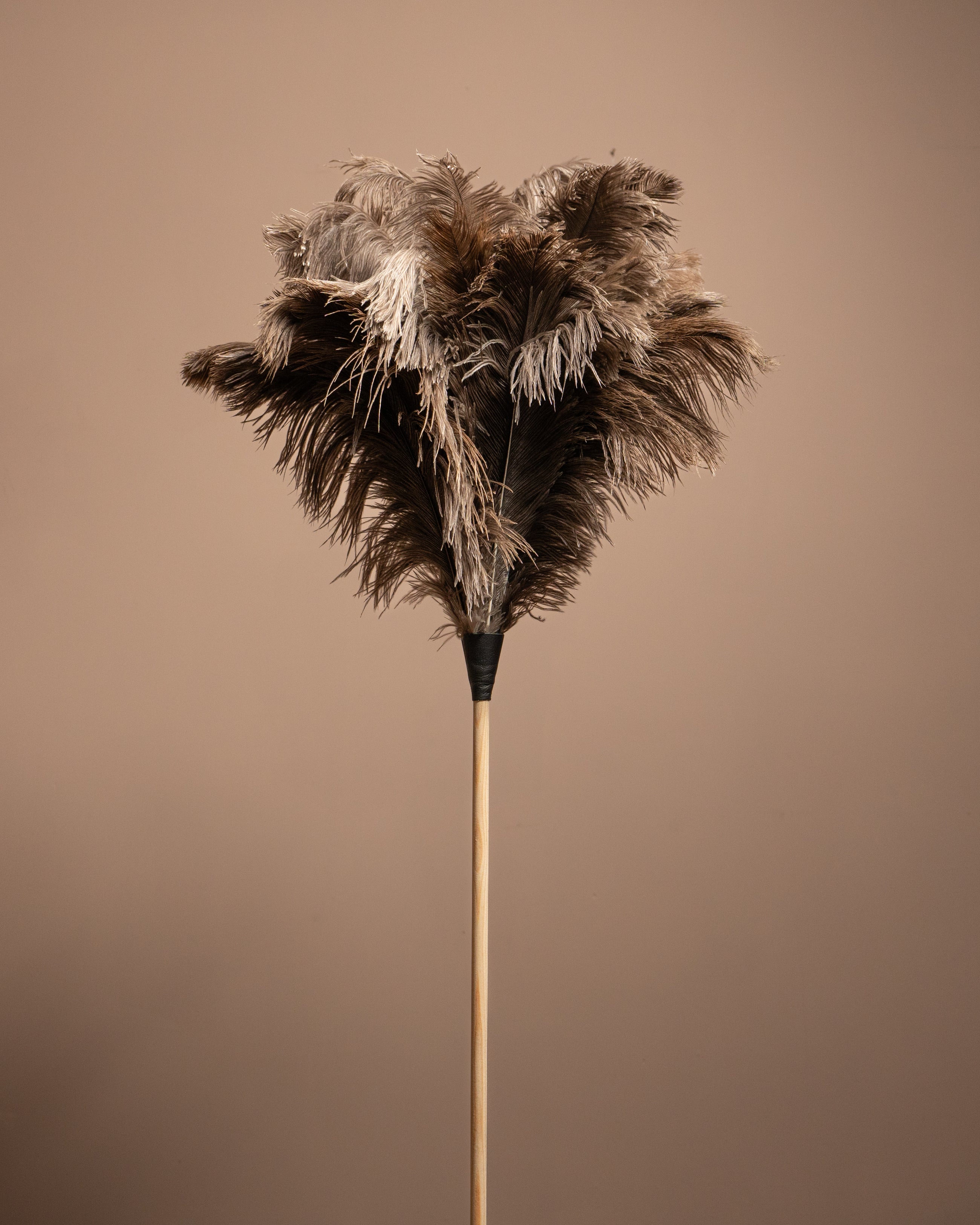 Duster with feathered head on a brown background