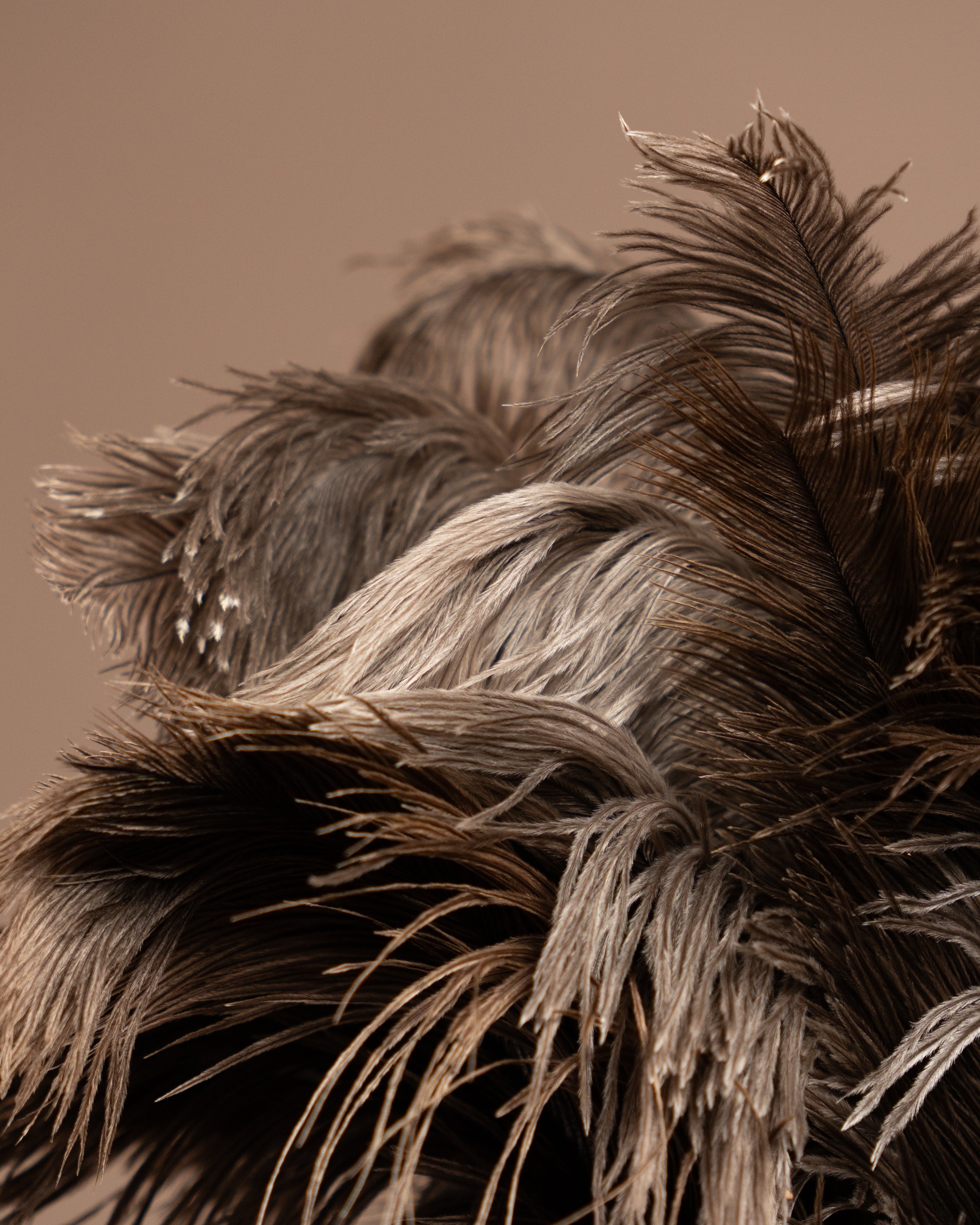 Close-up of a feathered object with a brown background