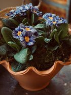 Scalloped Terracotta Pot