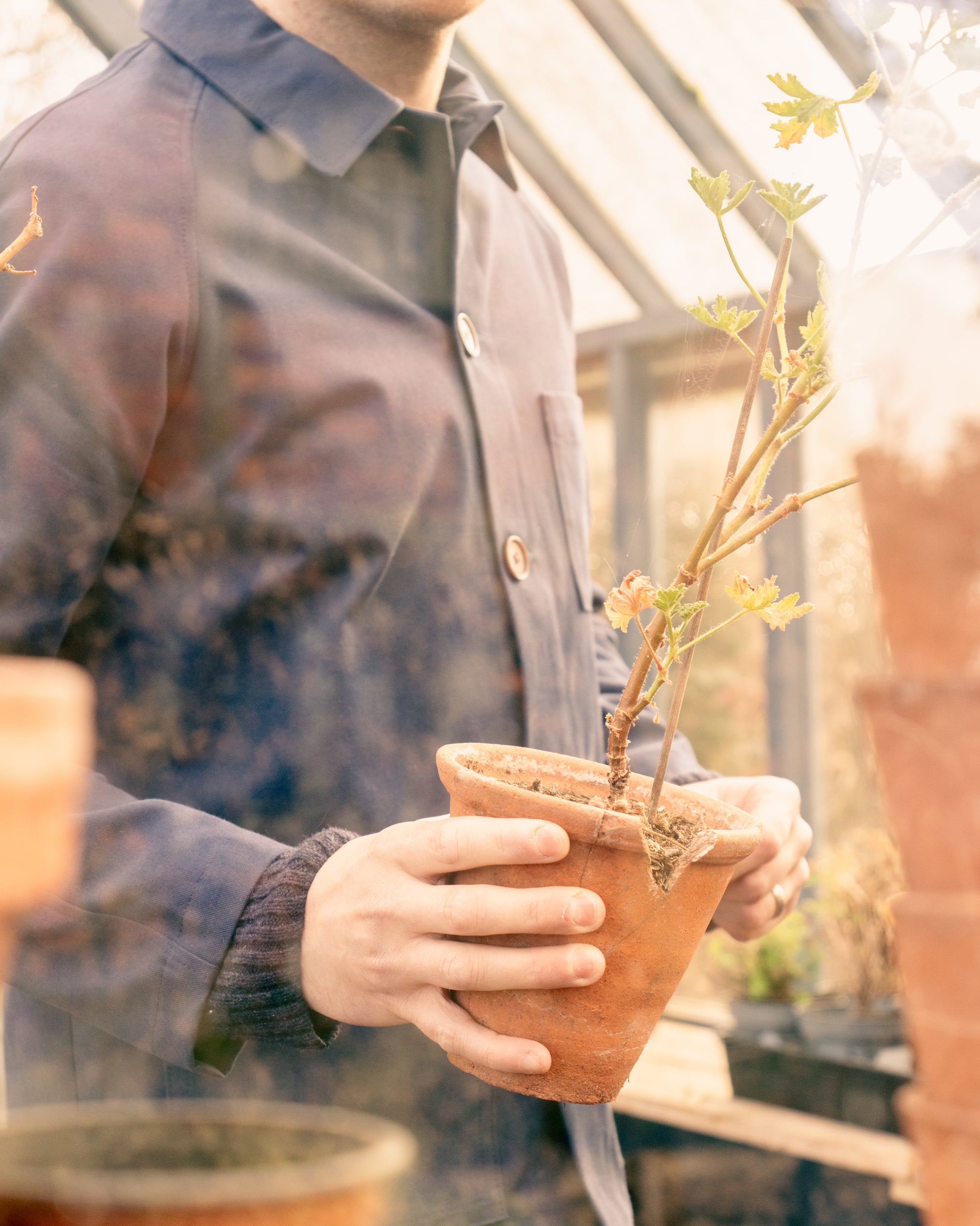 Person holding a potted plant in a greenhouse setting